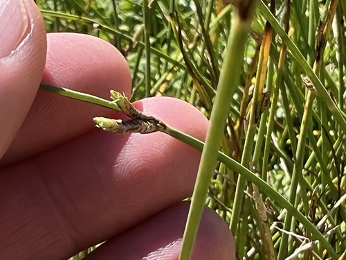 Cyperus laevigatus observed 2023-01-05