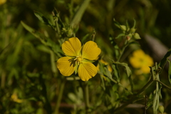 Ludwigia bonariensis
