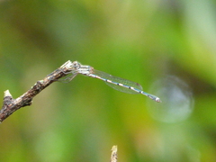 Austrolestes leda