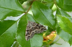 Xanthorhoe semifissata