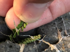 Asplenium trichomanes densum