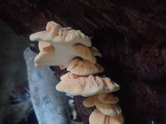 Laetiporus versisporus