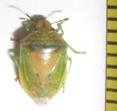 Piezodorus purus