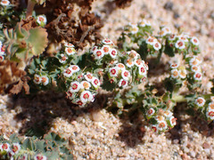 Euphorbia leucophylla