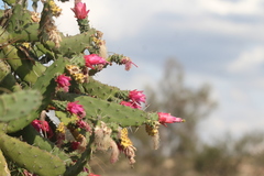 Opuntia karwinskiana