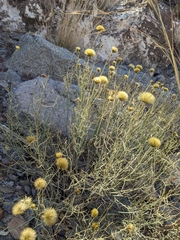 Porophyllum scoparium
