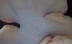 Laetiporus versisporus