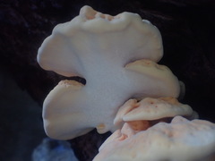 Laetiporus versisporus