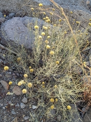 Porophyllum scoparium
