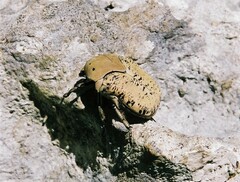 Gymnetis lanius