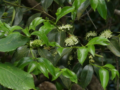 Psydrax umbellata