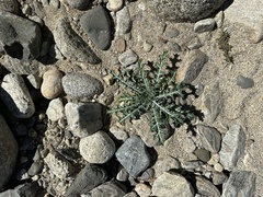 Argemone mexicana