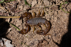 Urodacus manicatus
