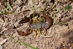 Urodacus manicatus