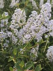 Ceanothus spinosus
