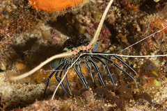 Panulirus versicolor