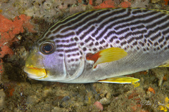 Plectorhinchus lineatus