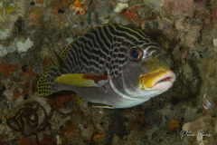 Plectorhinchus lineatus