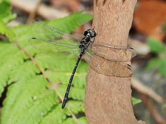 Eusynthemis nigra