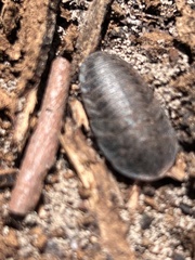 Laxta granicollis