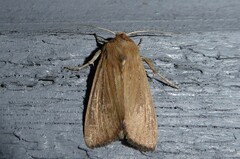 Ichneutica blenheimensis