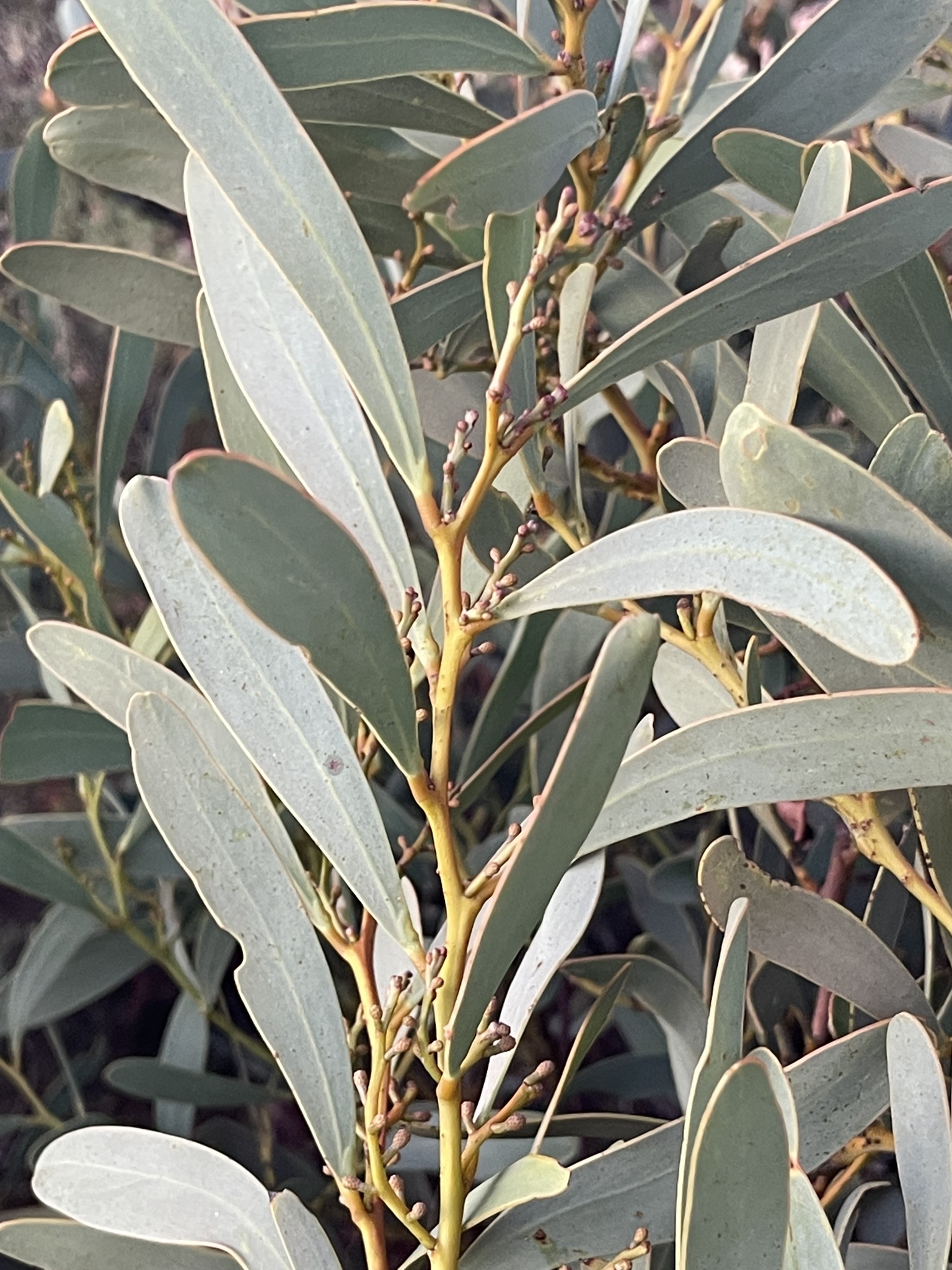Acacia notabilis