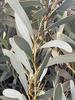Acacia notabilis - Photo (c) ozzielabrat, algunos derechos reservados (CC BY-NC), subido por ozzielabrat