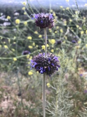 Salvia columbariae