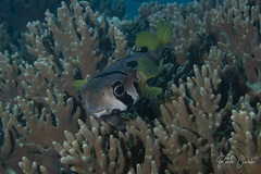 Diodon liturosus