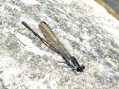 Argia tezpi