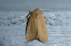 Ichneutica blenheimensis