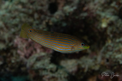 Halichoeres melanurus