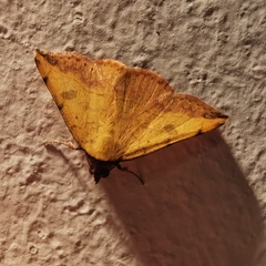 Hemeroplanis scopulepes