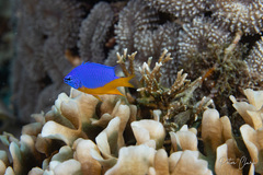 Chrysiptera hemicyanea