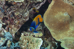 Pomacanthus navarchus