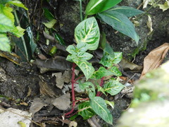 Iresine diffusa herbstii