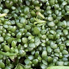 Polycarpon tetraphyllum