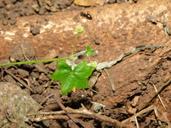 Hydrocotyle acutiloba