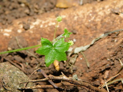 Hydrocotyle acutiloba