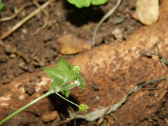 Hydrocotyle acutiloba