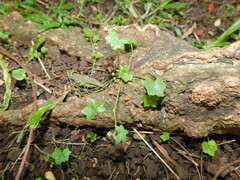 Hydrocotyle acutiloba