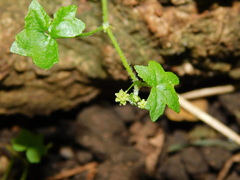 Hydrocotyle acutiloba
