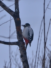 Dendrocopos major kamtschaticus
