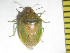 Piezodorus purus