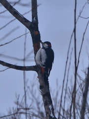 Dendrocopos major kamtschaticus