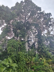 Alstonia scholaris