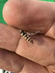 Ischiodon