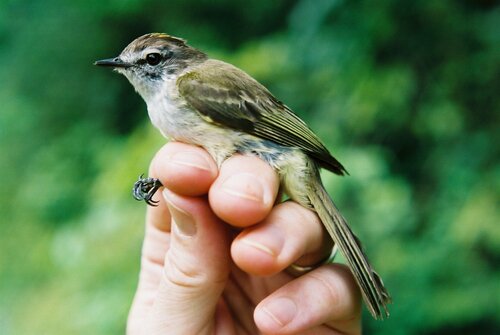 Jamaican Elaenia (Myiopagis cotta), photo 8