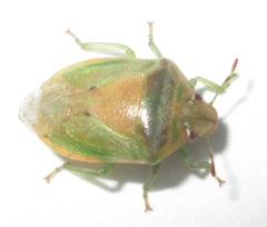 Piezodorus purus