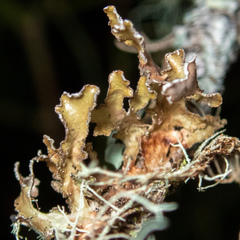 Tuckermanopsis chlorophylla